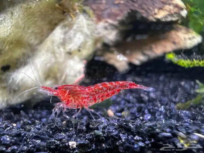 Freshwater shrimps روبيان نهري أحواض زينة 0