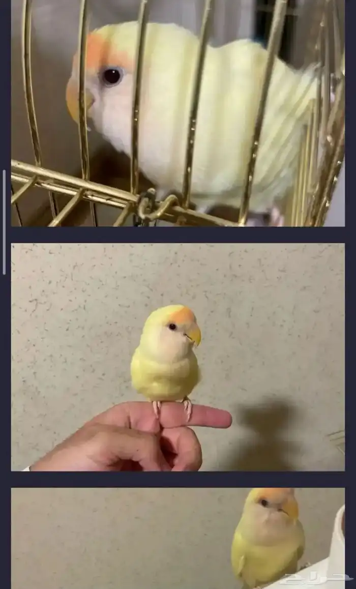ببغاء روز 0