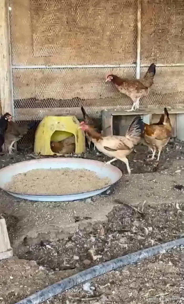 دجاج بلدي دم صافي 5
