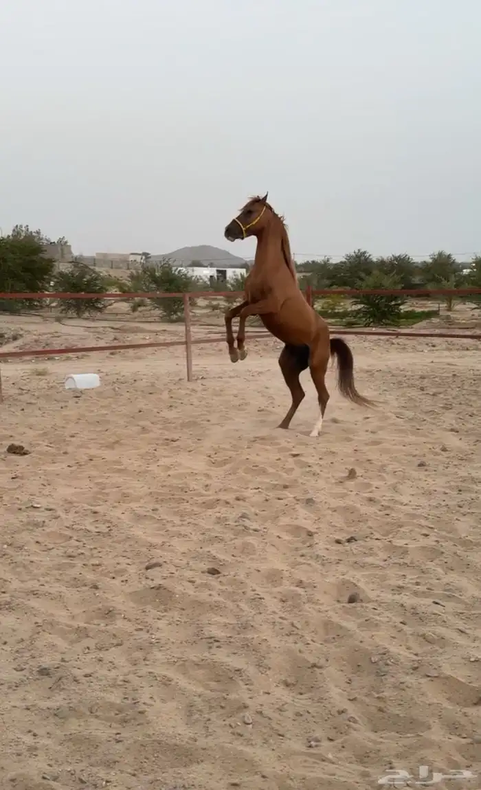 حصان شعبي للبيع 8
