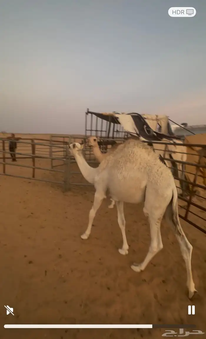 قعدان للبيع 1