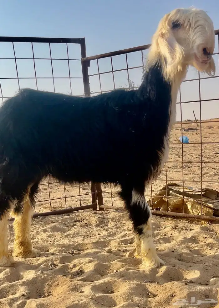 رخل نجديه نادره 0