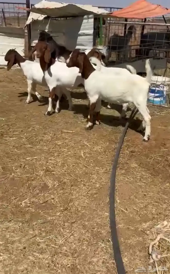 جفار بورقيت بفحلها 0