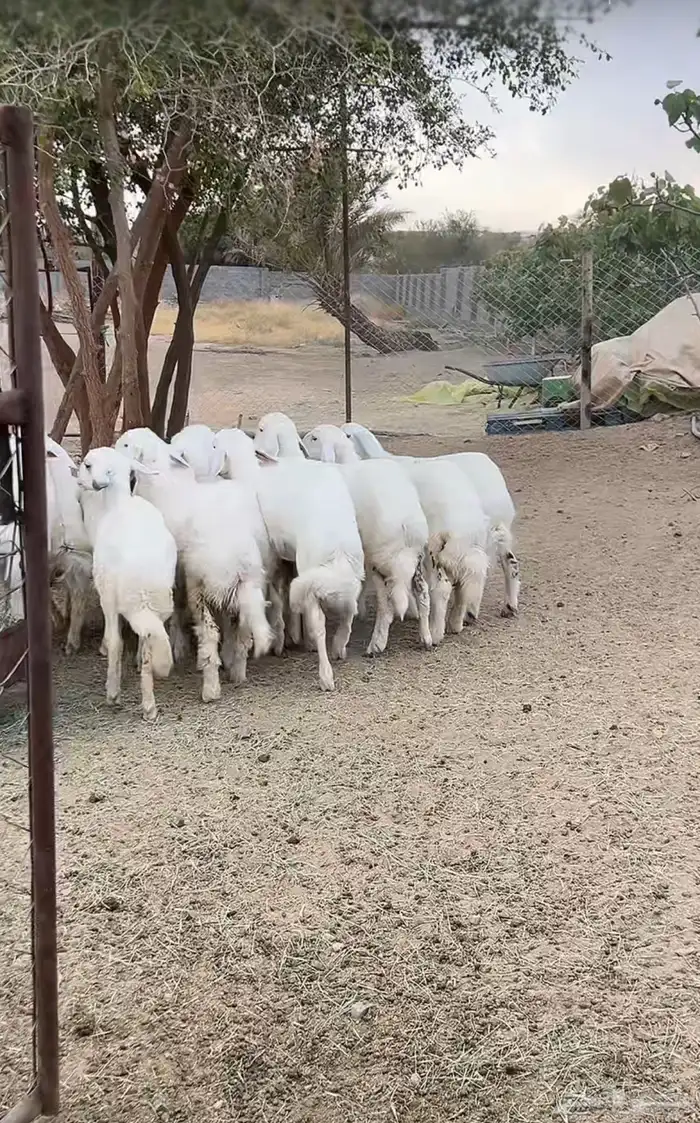 ذبائح ابورند 0