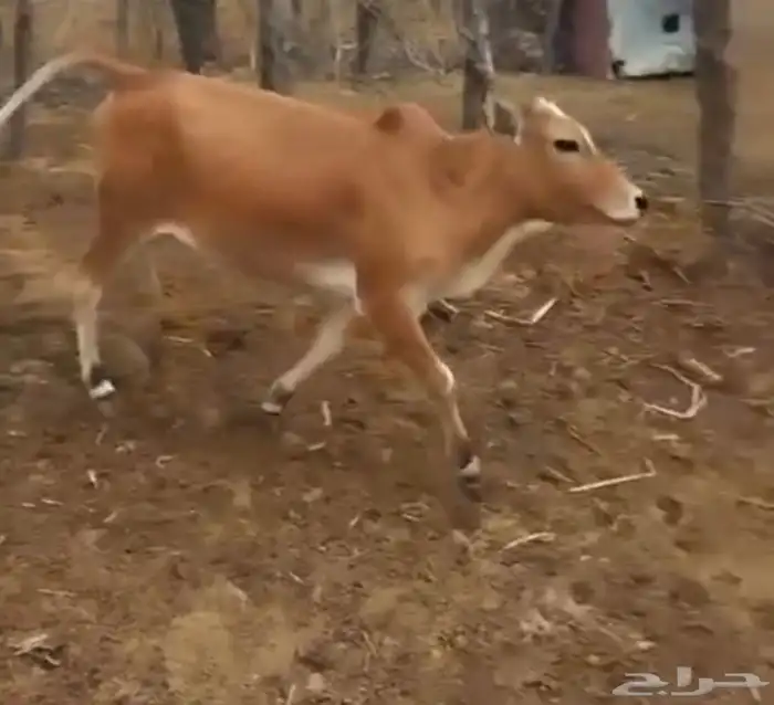 بقر للبيع 9