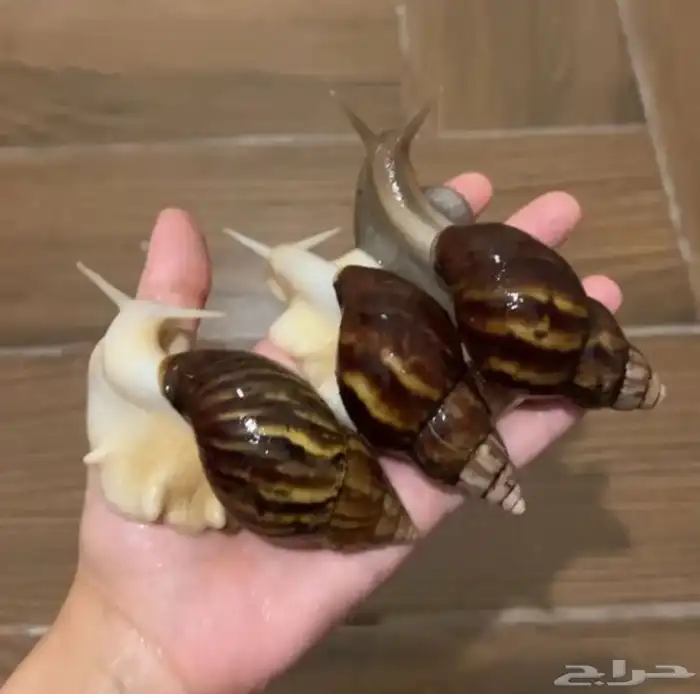 حلزون للبشره 1