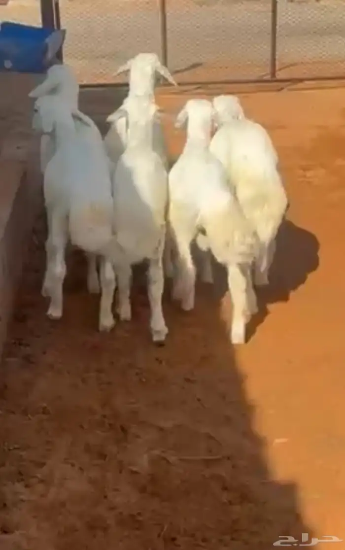 العدد 7 فيه رخل وحده العمر 3 شهور تم البيع خارج الموقع 0