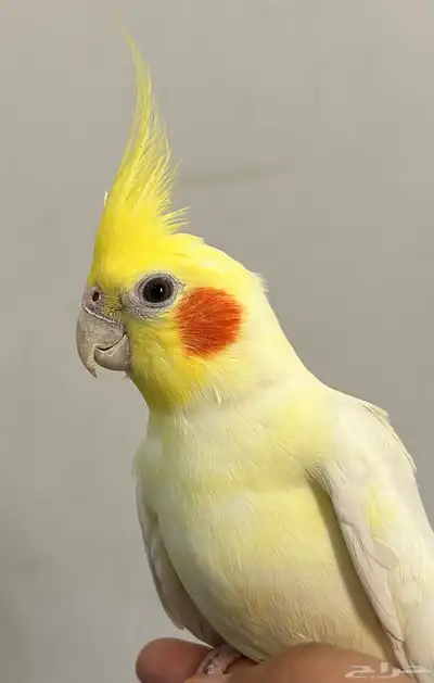 ببغاء كروان 0