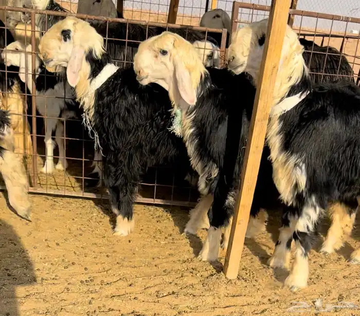 طليان نجد خصم فيها مشاريع او ربط 3
