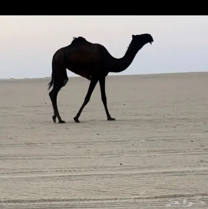 بكره عجم 1