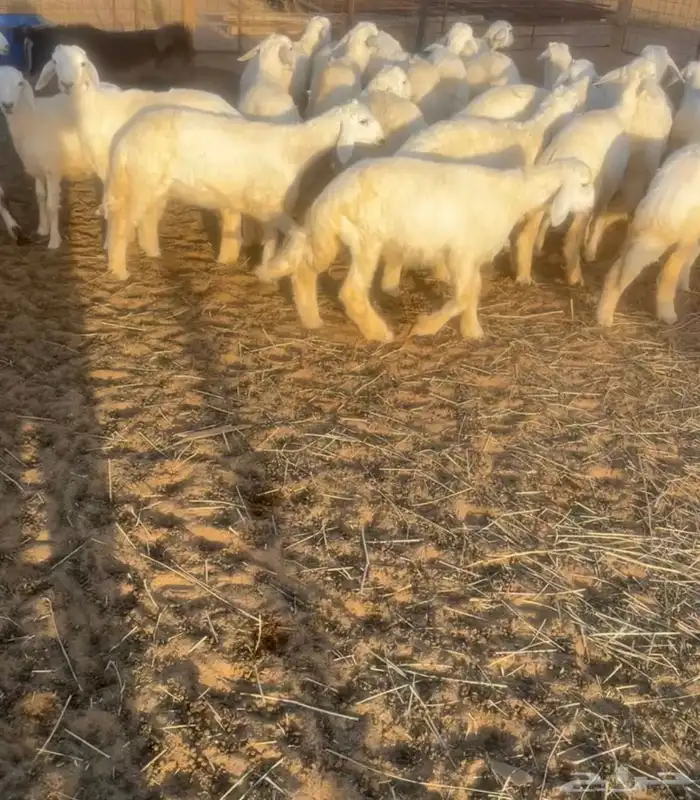 لادينا للبيع ذبايح الموقع القصيم 0