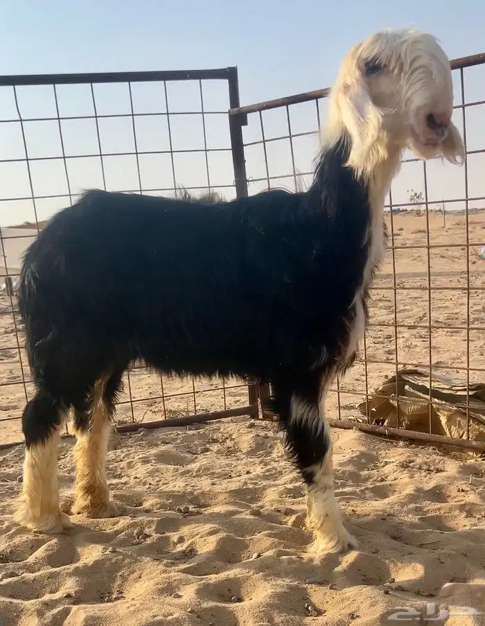 رخل نجديه نادره 2