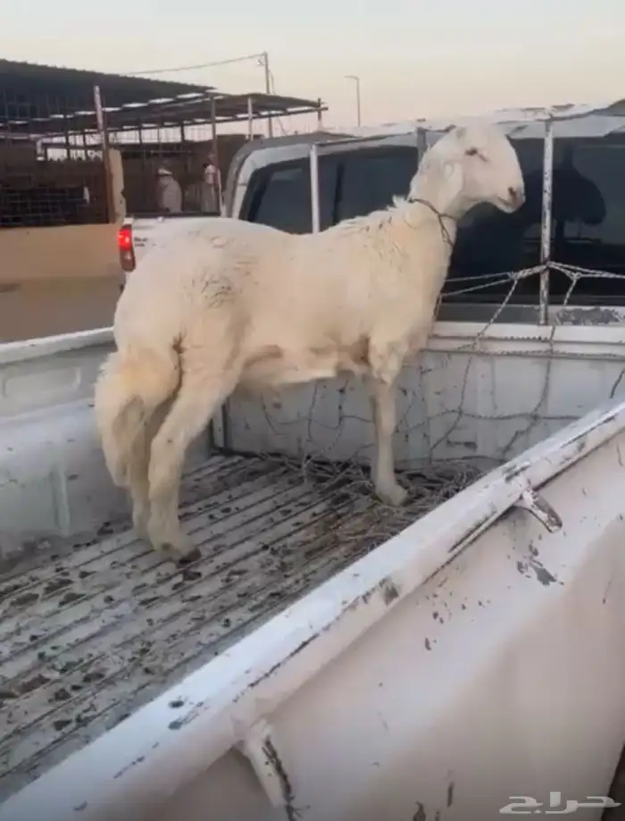 طلي صنف الصنف مشروع فحل الموقع عفيف الطلي كفو ومن خلال معرف 0