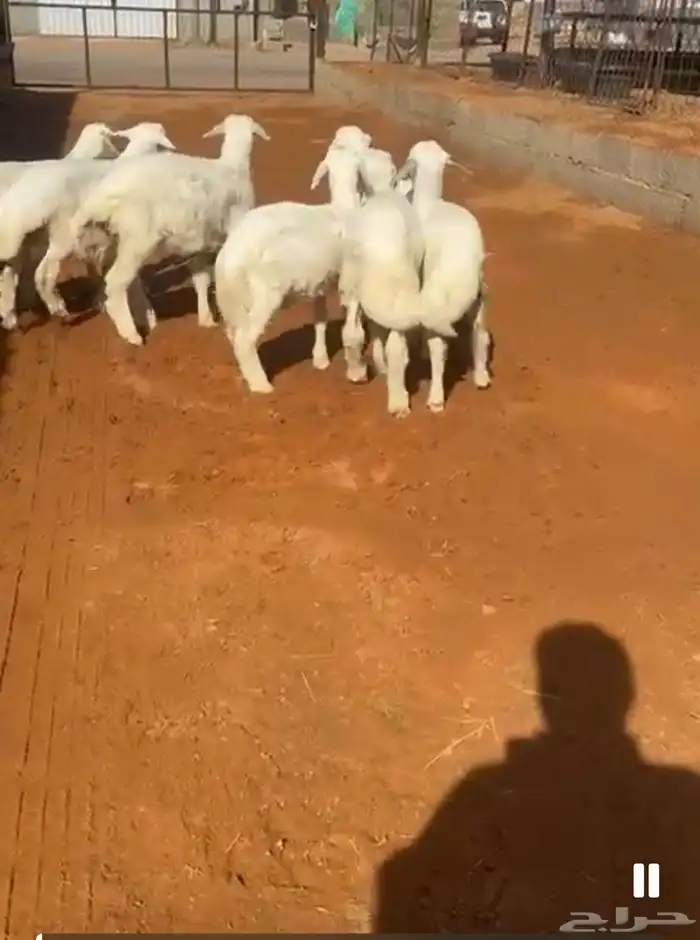 العدد 7 فيه رخل وحده العمر 3 شهور تم البيع خارج الموقع 1