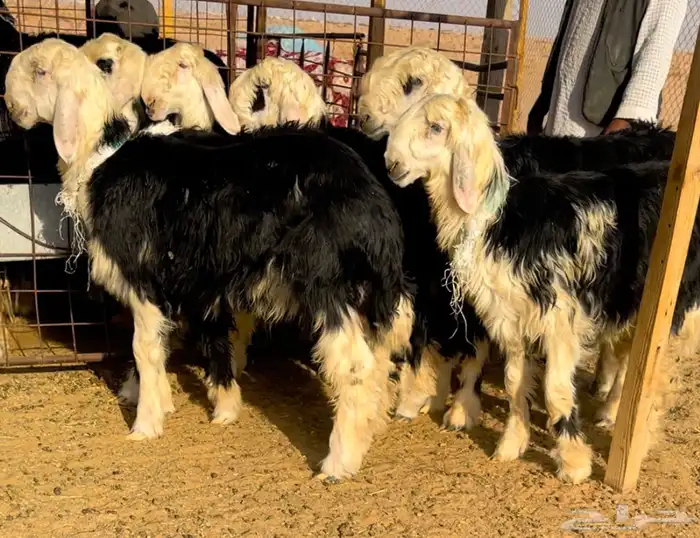 طليان نجد خصم فيها مشاريع او ربط 2