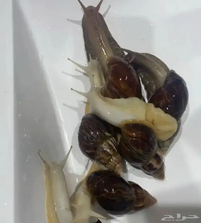 حلزون للبشره 2