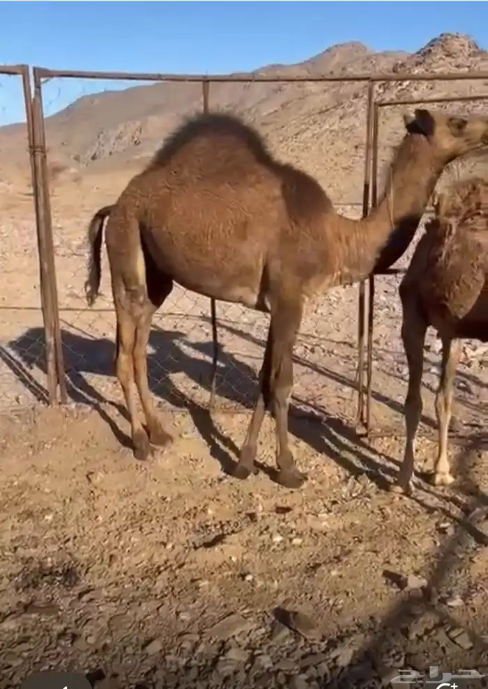 حاشي قعود للبيع 0