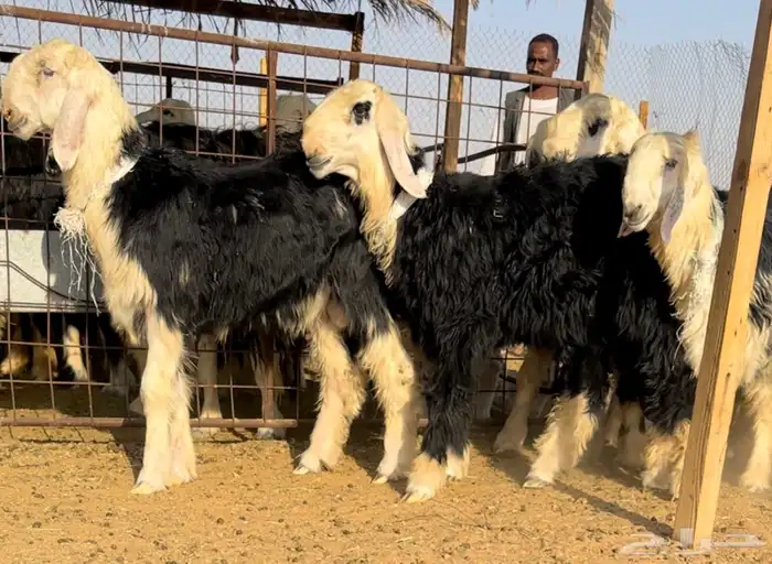 طليان نجد خصم فيها مشاريع او ربط 1