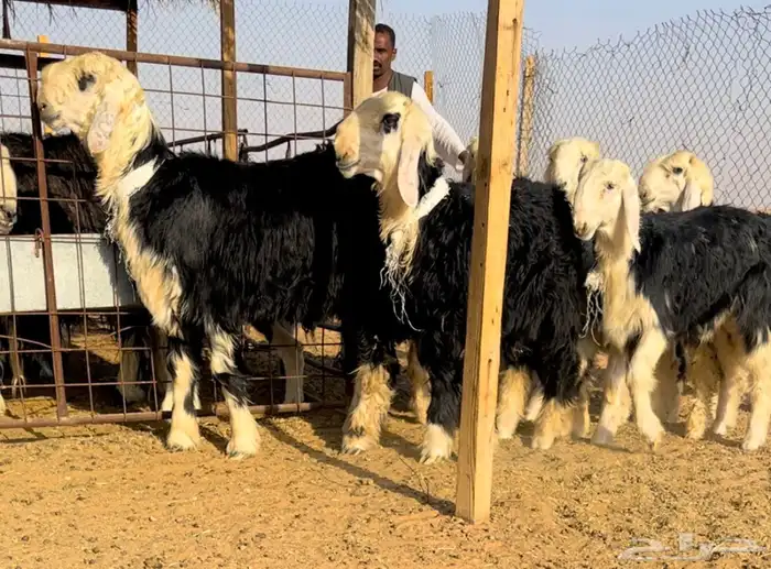 طليان نجد خصم فيها مشاريع او ربط 0