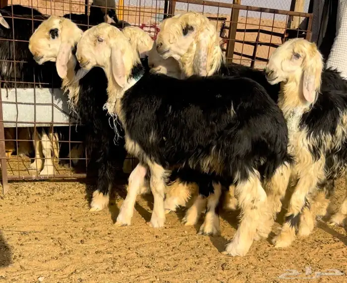 طليان نجد خصم فيها مشاريع او ربط 5
