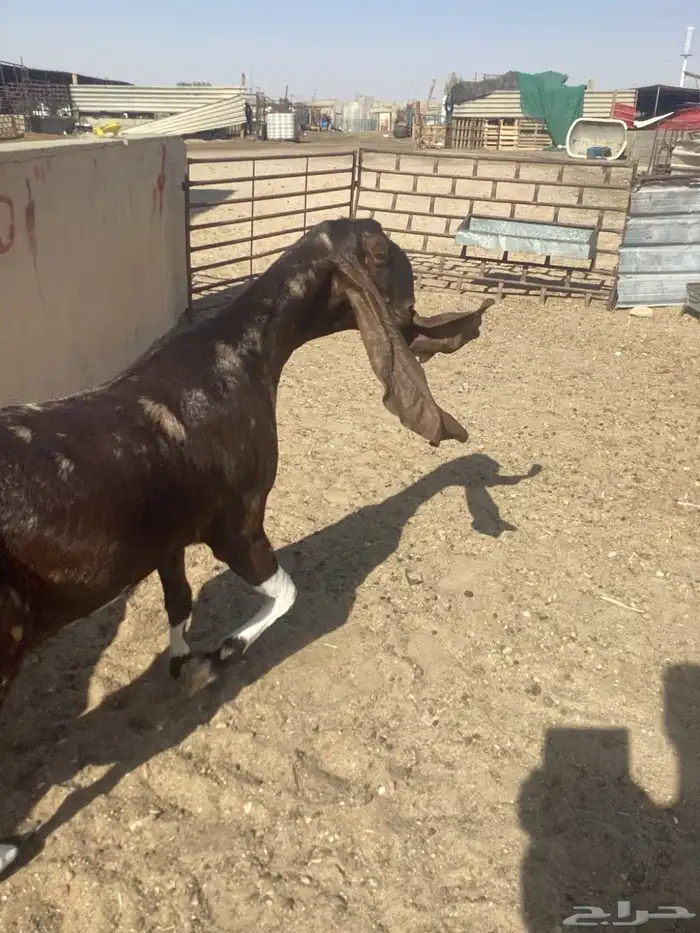 عنز ضروبه دهما فاخرة شرط مضرع 4