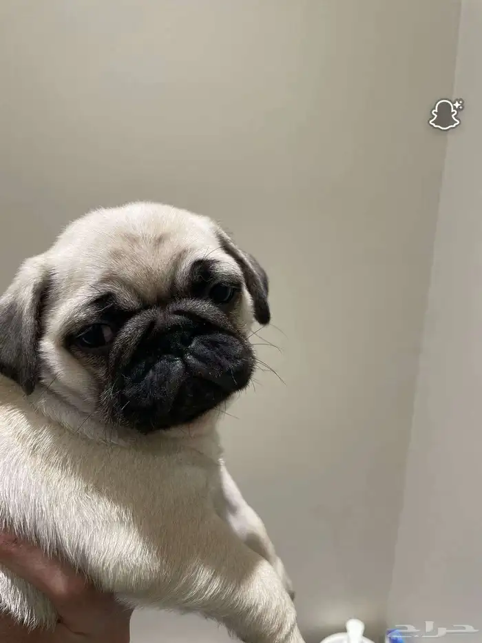 جراوي بق 2