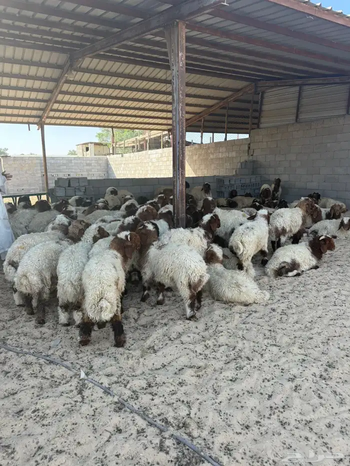 نعيمي عرض خاص فقط ليوم واحد اليوم فقط 0