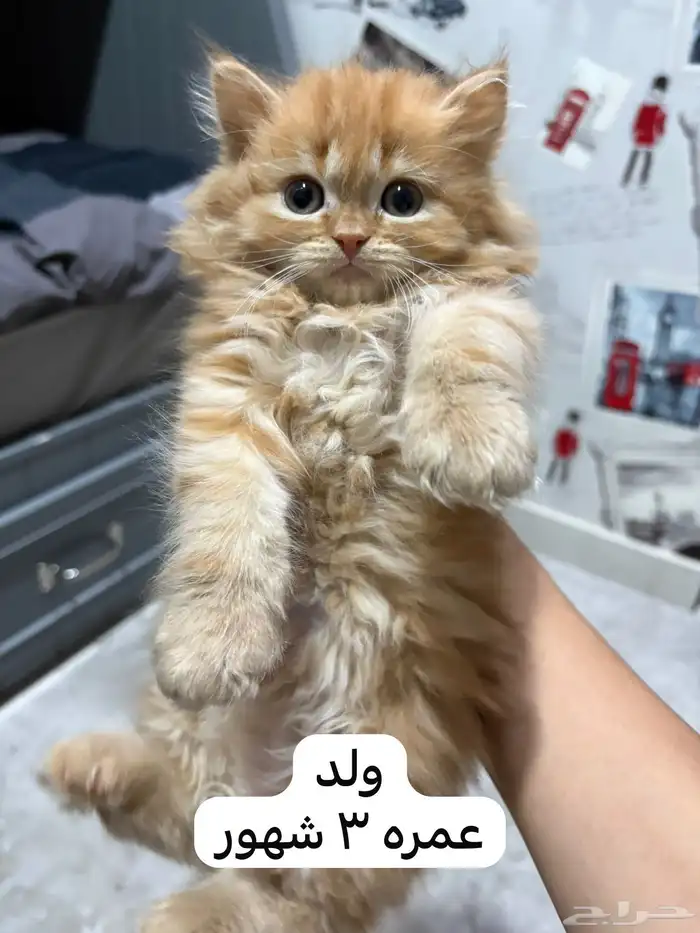 قطط شيرازي للتبني 0