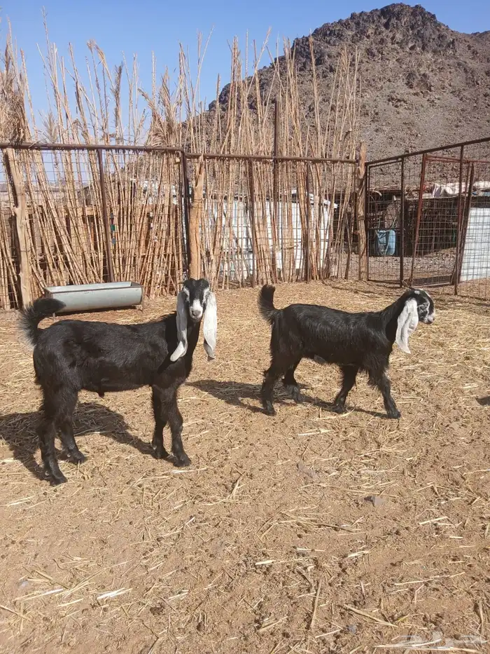 ماعز عوراض 0