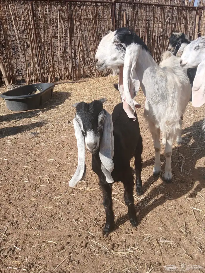 ماعز عوراض 3