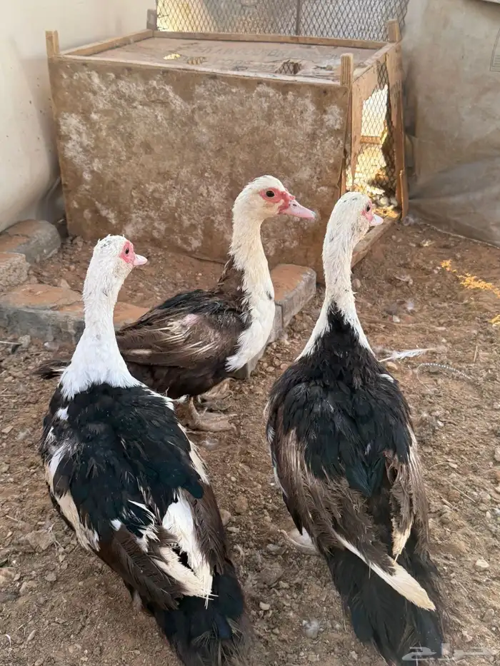 بط مصري ذكر وسبع اناثي 7
