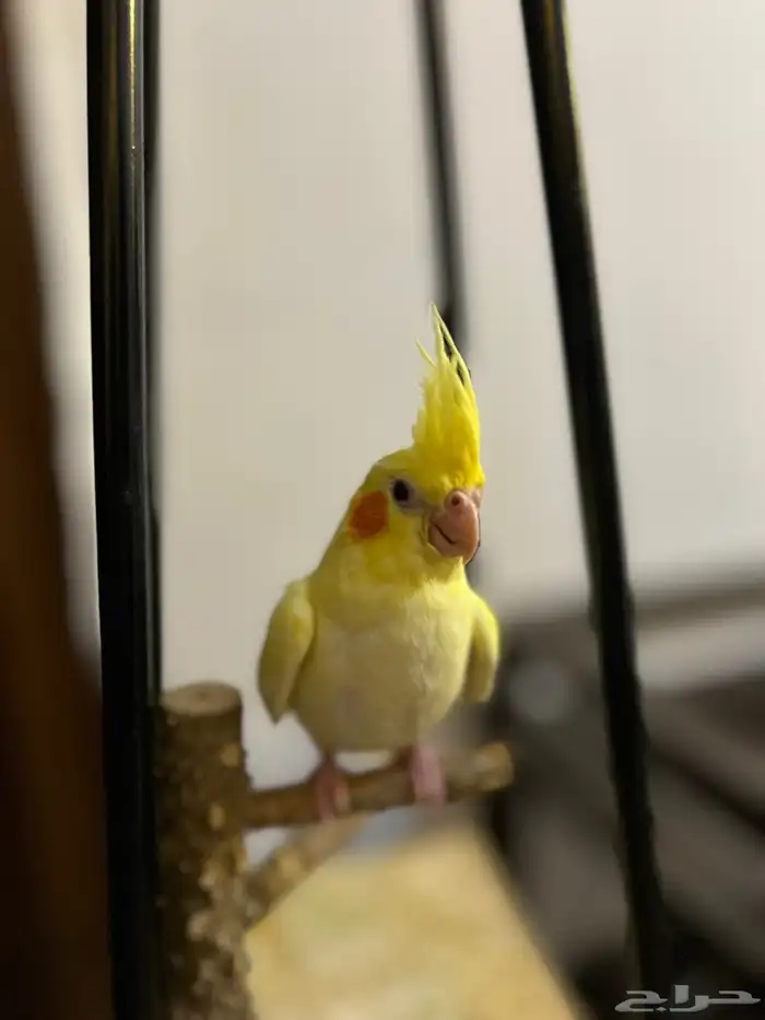 كروان لاتينو 3