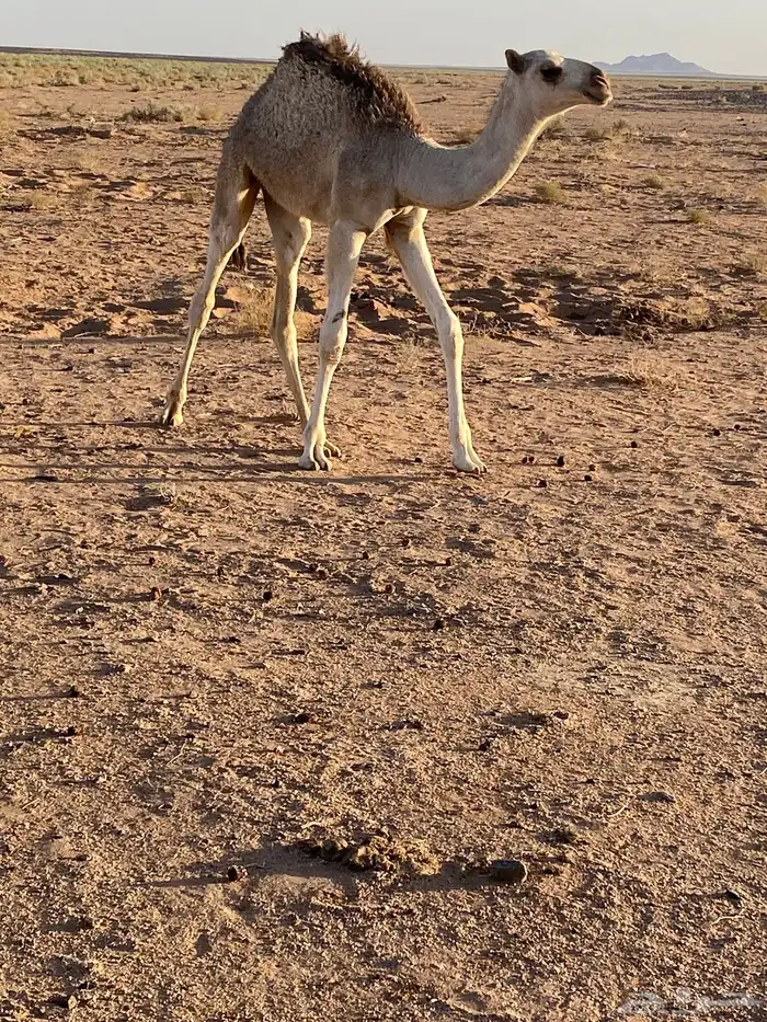 للبيع عشرا معها بنتها 1