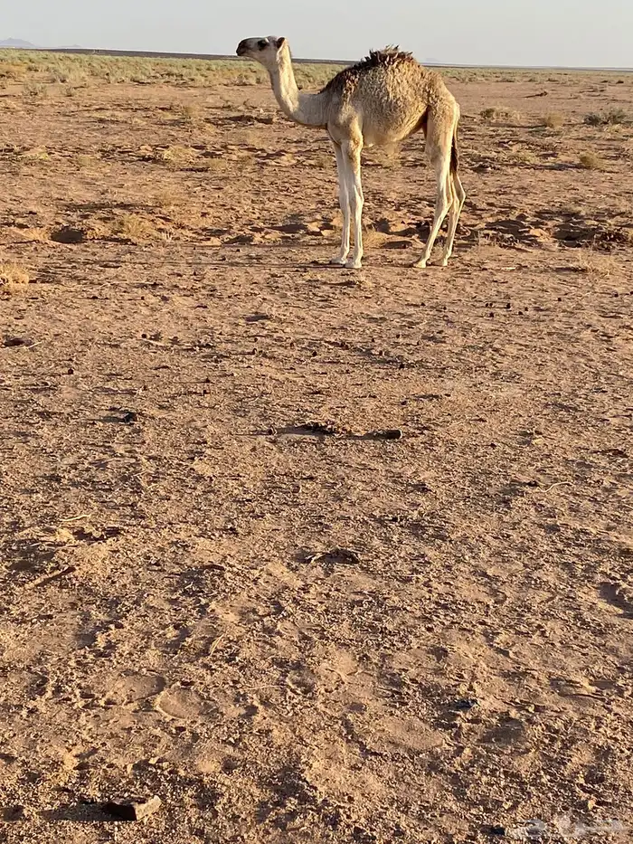 للبيع عشرا معها بنتها 2