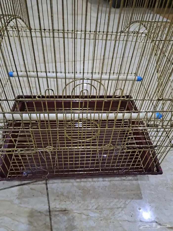 ببغاء روز للبيع 5