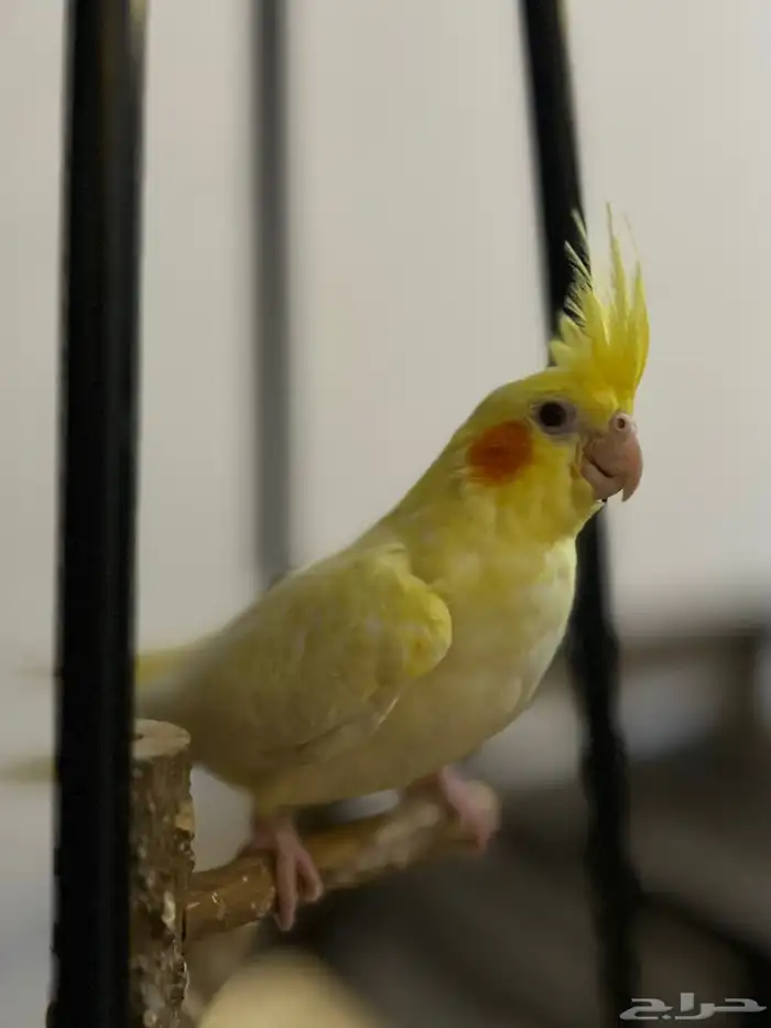 كروان لاتينو 0