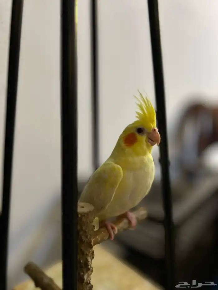 كروان لاتينو 2