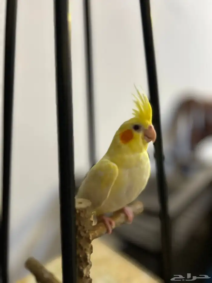 كروان لاتينو 1