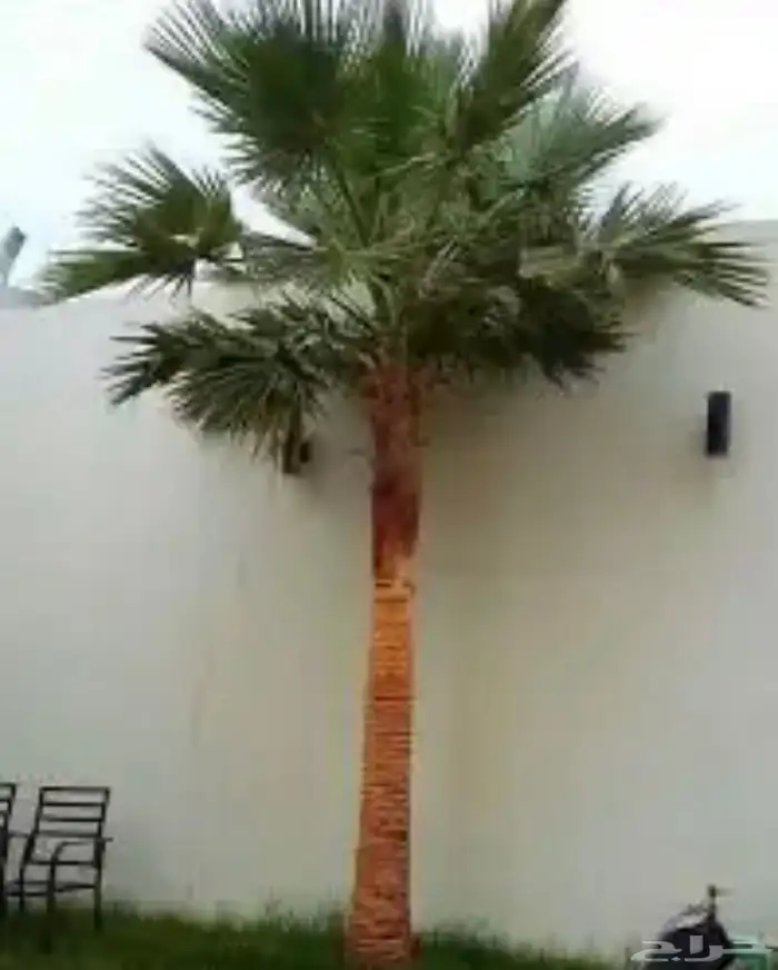تكريب تنضيف نخل الوشنطني 0