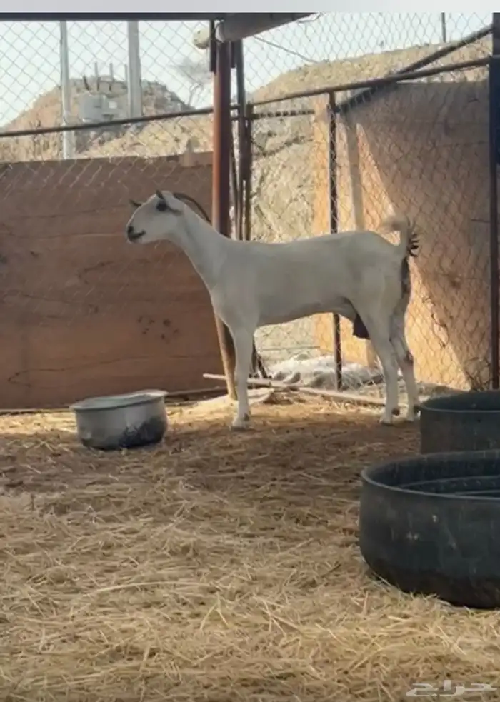 معزا بيشبه سنه سديس 2