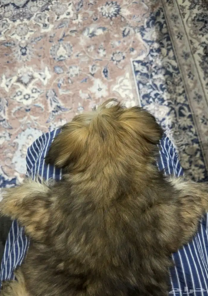 كلب هافنيز 1
