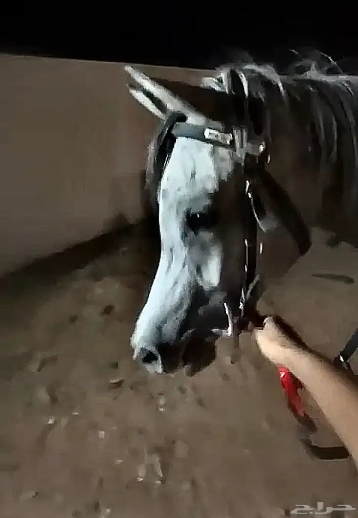 حصان شعبي فاخر ماشاءالله 2
