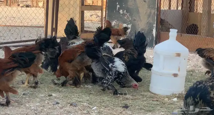 فراريج براهمه العمر 3 شهور 0