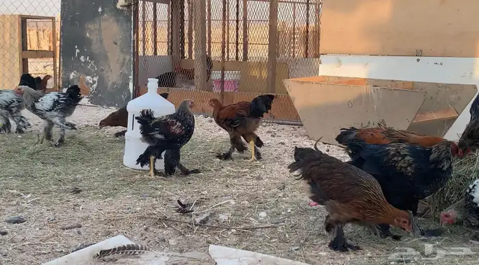 فراريج براهمه العمر 3 شهور 1