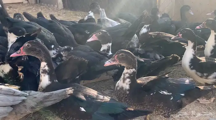 فروخ بط مصري احجام وعدال 0