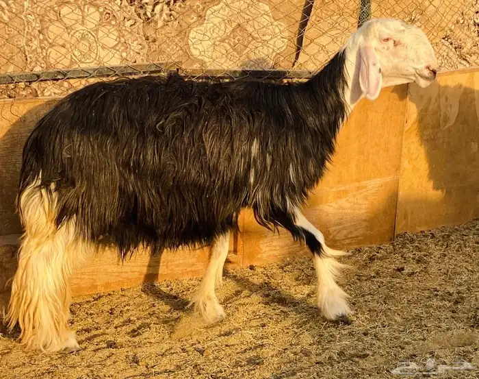 للبيع شياه نجد صنف دفيع شرط 1