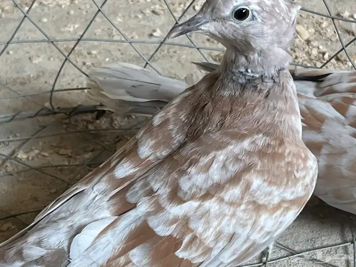 حمام ياكريم قرزل 0
