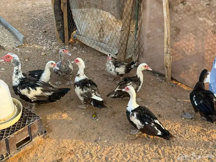 بط مصري ذكر وسبع اناثي 1