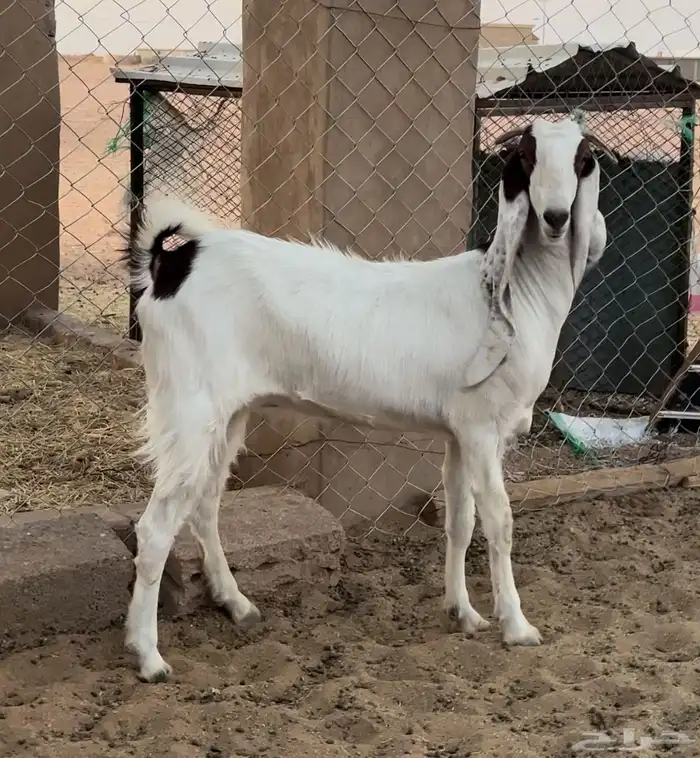 عنز مطوره جذعه دافع 0