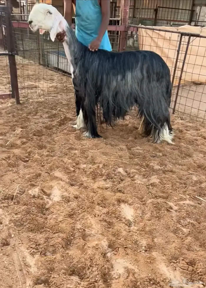شاه نجديه والد صنف 0